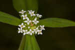 Tropical girdlepod